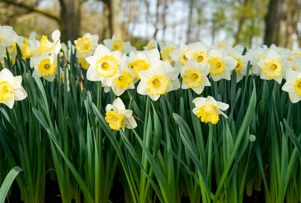 Lindos Narcisos Holandeses Parque Primavera — Fotografia de Stock