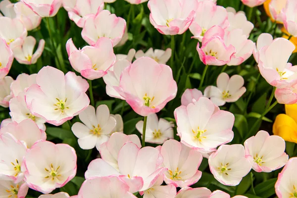 Belles Tulipes Néerlandaises Dans Parc Printemps — Photo