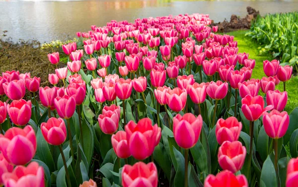 Прекрасные Голландские Тюльпаны Парке Весной — стоковое фото