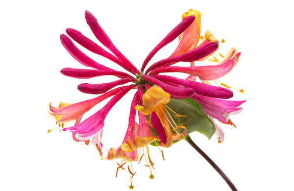 honeysuckle flowers isolated on white background 