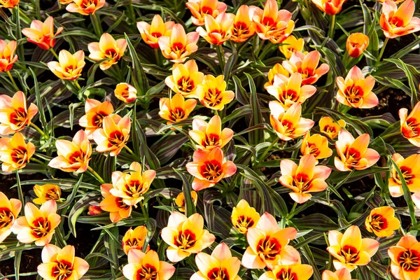 Beautiful Dutch Tulips Park Spring — Stock Photo, Image
