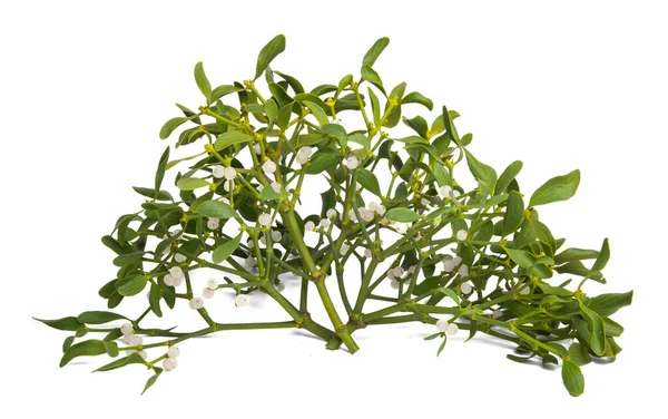 Mistletoe Branches Isolated White Background — Stock Photo, Image