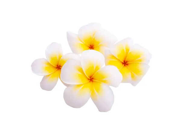 Plumeria Fleur Isolée Sur Fond Blanc — Photo