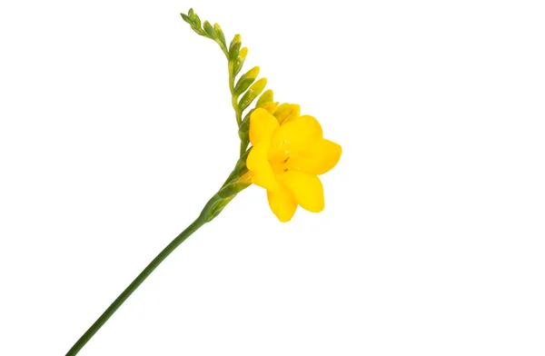 Yellow Freesia Isolated White Background — Stock Photo, Image