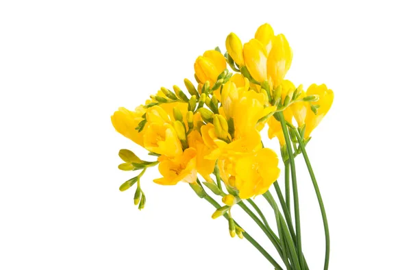 Geel Freesia Geïsoleerd Witte Achtergrond — Stockfoto