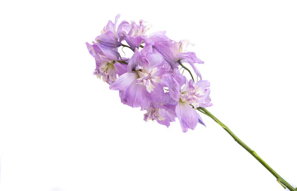 Delphinium Fiore Isolato Sfondo Bianco — Foto Stock