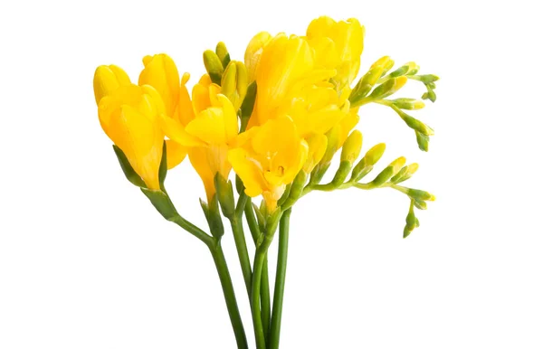 Geel Freesia Geïsoleerd Witte Achtergrond — Stockfoto