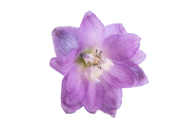 Delphinium Kwiat Izolowany Białym Tle — Zdjęcie stockowe