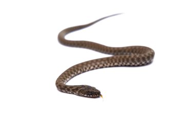 Yılan beyaz arkaplanda izole edildi 