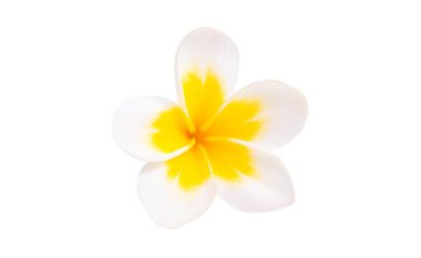 Plumeria çiçeği beyaz arkaplanda izole edilmiş 