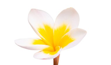 Plumeria çiçeği beyaz arkaplanda izole edilmiş 