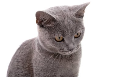 Gri kedi beyaz arkaplanda izole edildi 