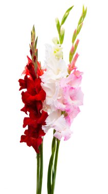 Beyaz arka plan üzerinde izole Glayöl çiçek 