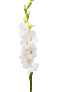 Beyaz arka plan üzerinde izole Glayöl çiçek 