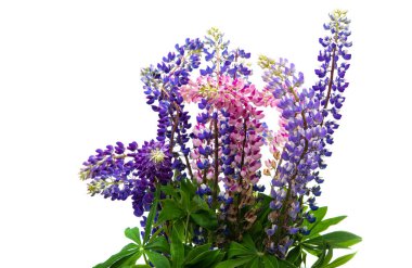 Beyaz arka planda izole lupine çiçek buketi 