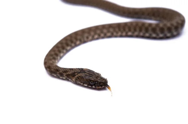 Kígyó Elszigetelt Fehér Háttér — Stock Fotó