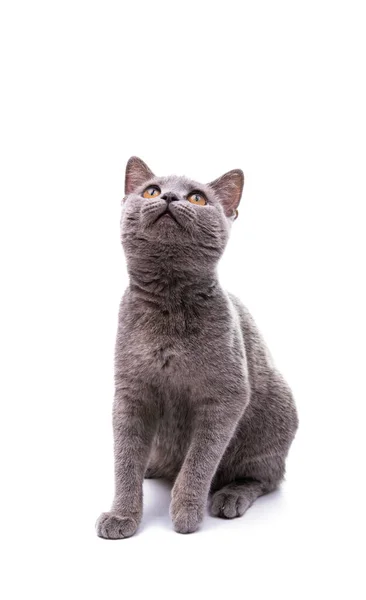 Graue Katze Isoliert Auf Weißem Hintergrund — Stockfoto