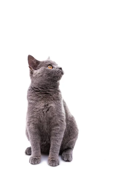 Grijze Kat Geïsoleerd Witte Achtergrond — Stockfoto