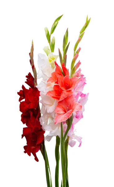 Flores Gladiolo Aisladas Sobre Fondo Blanco — Foto de Stock