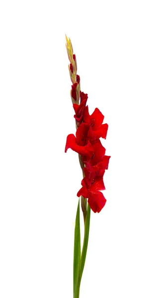 Gladiolus Flores Isoladas Fundo Branco — Fotografia de Stock