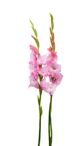 Gladiolus Virágok Elszigetelt Fehér Background — Stock Fotó