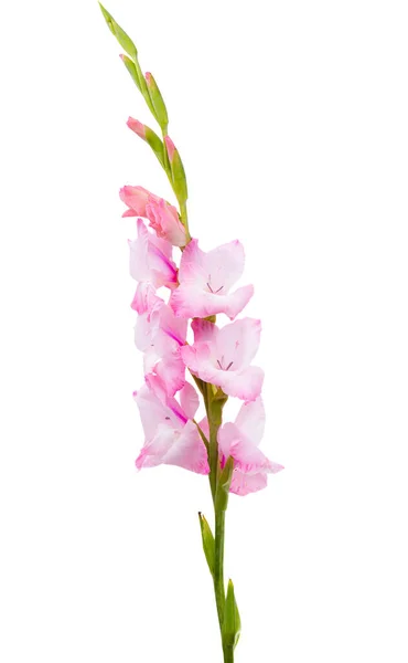 Gladiolus Blommor Isolerad Vit Bakgrund — Stockfoto