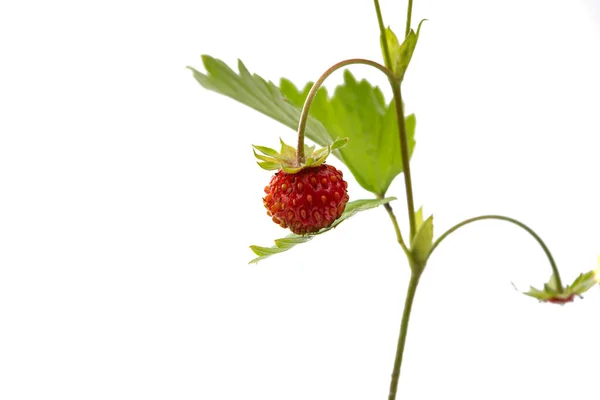 Wild Strawberries Isolated White Background — Stock Photo, Image