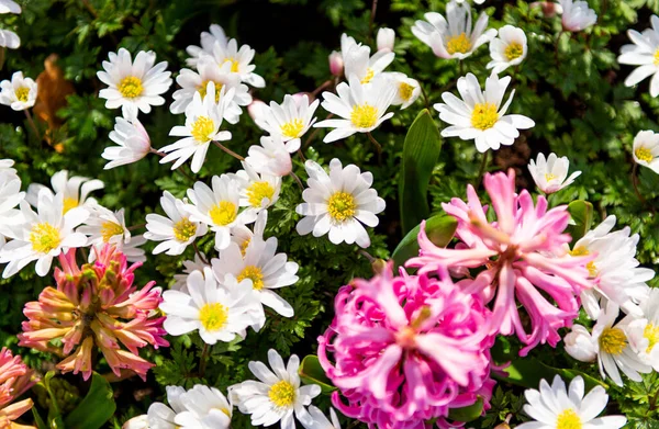 Wiosenne Kwiaty Parku Kwietniku — Zdjęcie stockowe