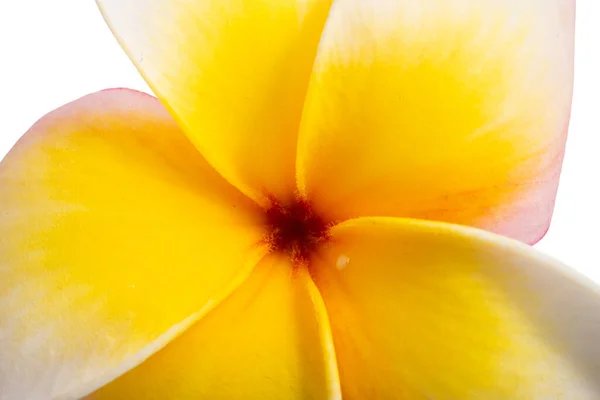 Plumeria Flores Aisladas Sobre Fondo Blanco —  Fotos de Stock