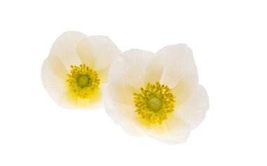 beyaz arkaplanda karadelik çiçekleri 