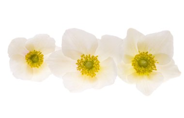 beyaz arkaplanda karadelik çiçekleri 