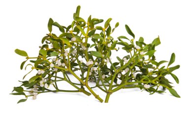 Beyaz arkaplanda izole edilmiş ökseotu dalı 