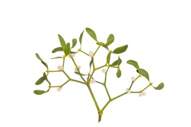 Beyaz arkaplanda izole edilmiş ökseotu dalı 