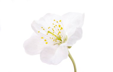 Beyaz arkaplanda izole edilmiş kiraz çiçeği 