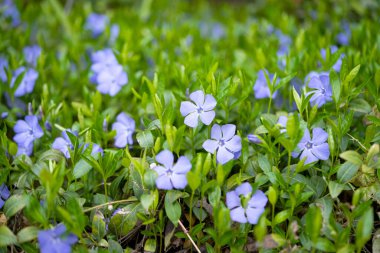 İlkbaharda bir çayırda büyüyen menekşe. 