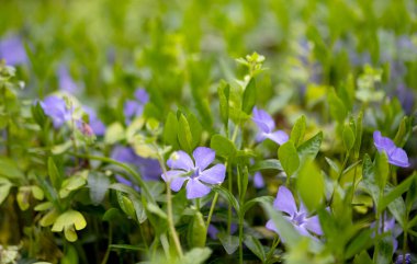 İlkbaharda bir çayırda büyüyen menekşe. 