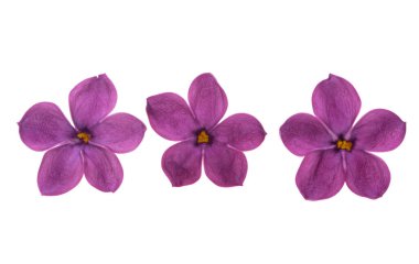 Beyaz arkaplanda yalıtılmış leylak çiçeği 