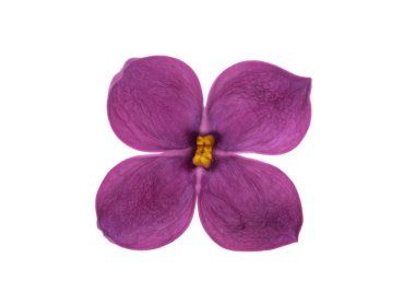 Beyaz arkaplanda yalıtılmış leylak çiçeği 