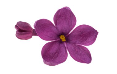 Beyaz arkaplanda yalıtılmış leylak çiçeği 