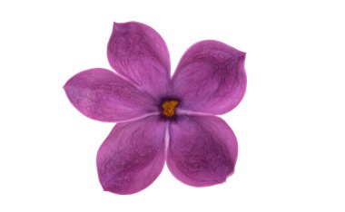 Beyaz arkaplanda yalıtılmış leylak çiçeği 
