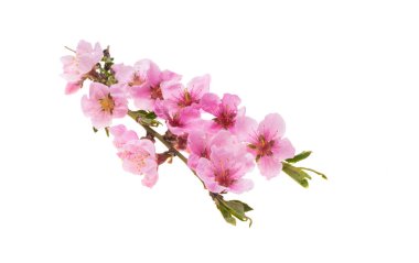 Beyaz arkaplanda izole edilmiş sakura çiçeği 