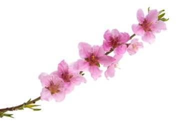 Beyaz arkaplanda izole edilmiş sakura çiçeği 