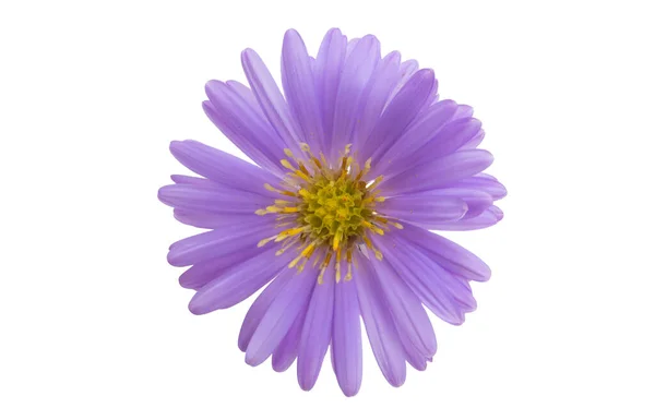 Perennial Aster Isolated White Background — Stock Photo, Image