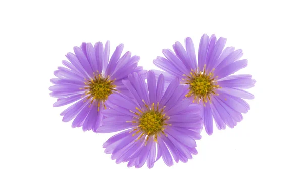 Perennial Aster Isolated White Background — Stock Photo, Image