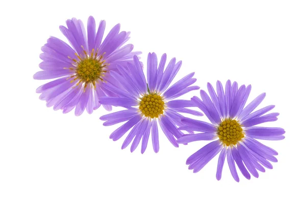 Perennial Aster Isolated White Background — Stock Photo, Image