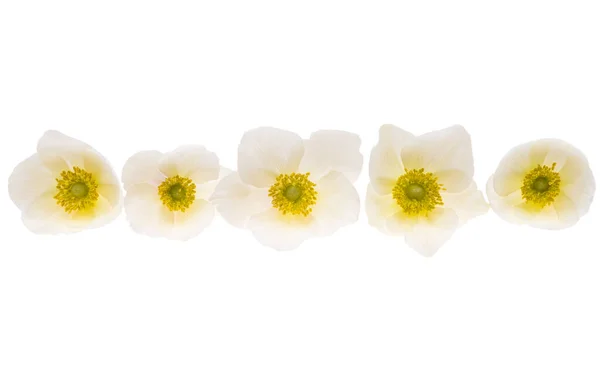Hellebore Kwiat Izolowany Białym Tle — Zdjęcie stockowe