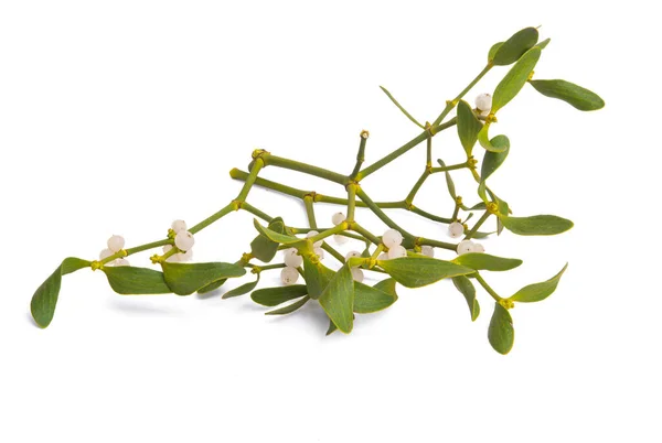 Branch Mistletoe Isolated White Background — Stock Photo, Image