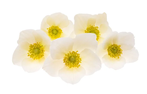 Hellebore Flower Isolated White Background — Stock Photo, Image