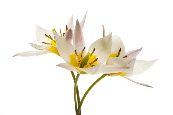 白色背景的野生郁金香花 — 图库照片