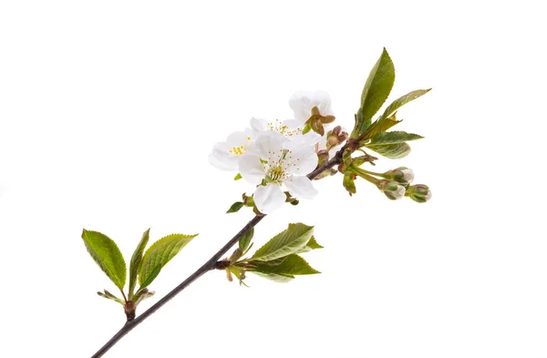 Kirschblüte Isoliert Auf Weißem Hintergrund — Stockfoto